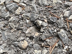 Liometopum apiculatum