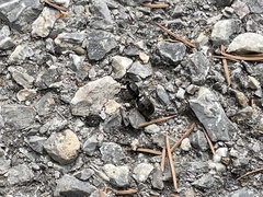 Liometopum apiculatum