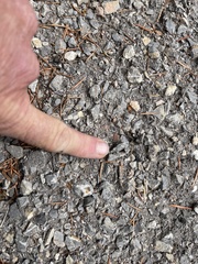 Liometopum apiculatum