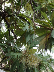 Bocconia arborea
