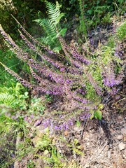 Anarrhinum longipedicellatum