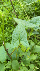 Calystegia sepium sepium
