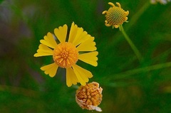 Helenium amarum
