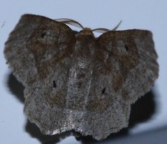 Metarranthis duaria