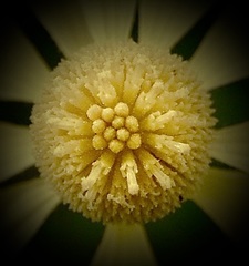 Helenium amarum