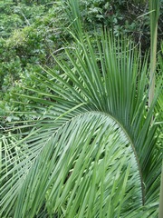 Attalea butyracea