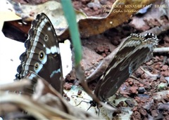 Morpho