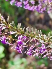 Anarrhinum longipedicellatum