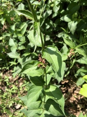 Vincetoxicum rossicum