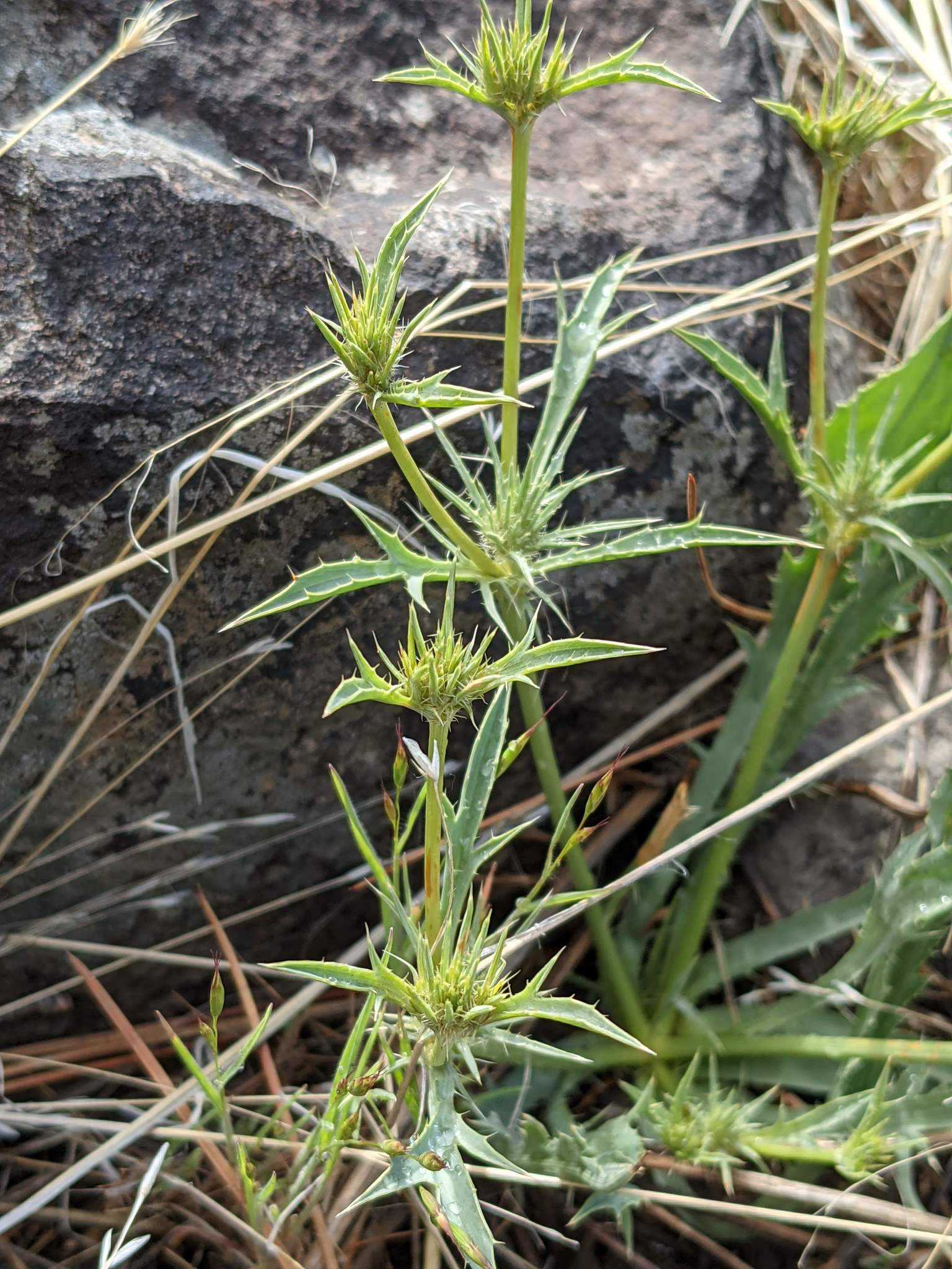 Eryngium mathiasiae