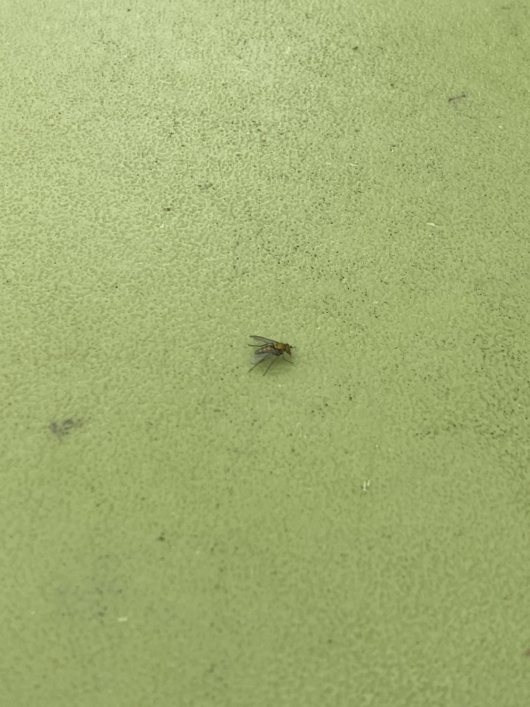 Humpbacked Flies from Isla Vista, CA 93117, USA on June 04, 2021 at 11: ...