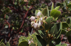 Arctostaphylos patula x pringlei