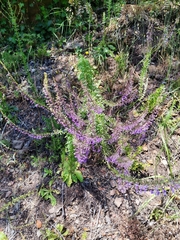 Anarrhinum longipedicellatum