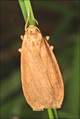 Scoliacma pactolias