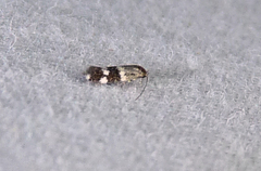 Phylloporia bistrigella