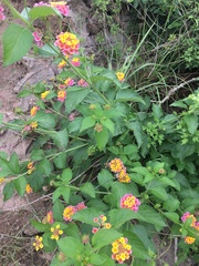 Lantana × strigocamara