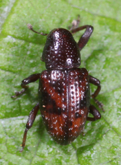 Tyloderma aquaticum