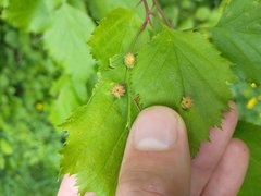 Dasineura crataegibedeguar