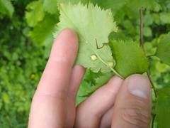 Dasineura crataegibedeguar