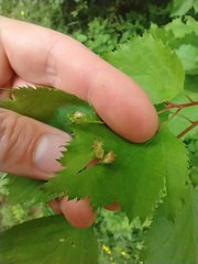 Dasineura crataegibedeguar