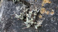 Tillandsia minutiflora