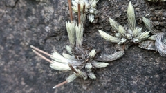 Tillandsia minutiflora