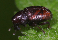 Tyloderma aquaticum
