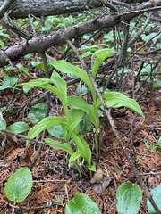 Cypripedium parviflorum