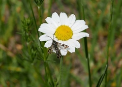 Chamaesphecia empiformis