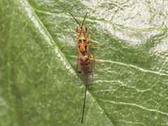 Megastigmidae