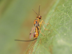 Megastigmidae