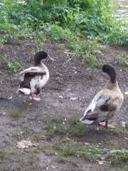 Anas platyrhynchos domesticus