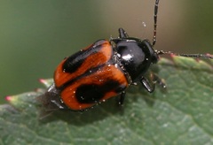 Cryptocephalus bipunctatus