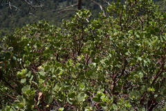 Arctostaphylos patula x pringlei