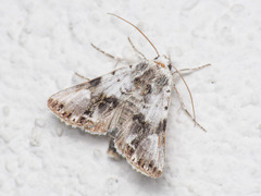 Calophasia opalina