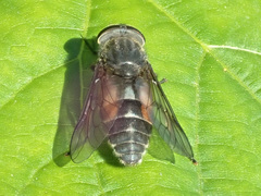 Hybomitra bimaculata