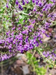 Anarrhinum longipedicellatum
