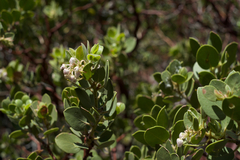 Arctostaphylos patula x pringlei