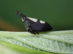 Enchenopa dubia