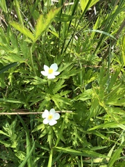 Anemonastrum canadense