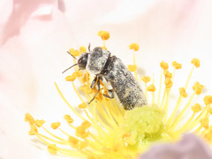 Acmaeoderella flavofasciata flavofasciata