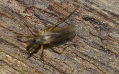 Tachydromiinae