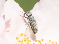 Acmaeoderella flavofasciata flavofasciata