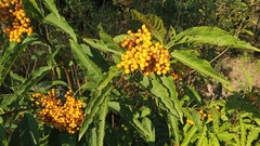Solanum argentinum