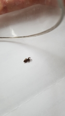 Salticinae