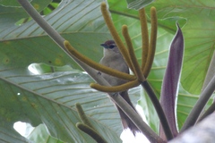 Phacellodomus rufifrons