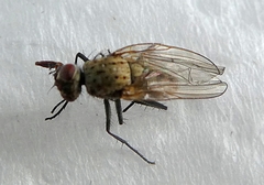 Insecta