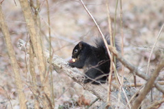 Sciurus carolinensis