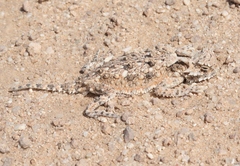 Phrynosoma goodei