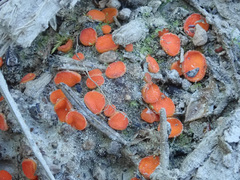 Pulvinula convexella